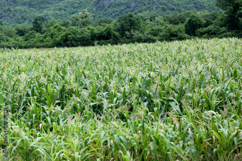 Rural farmland to grow corn.