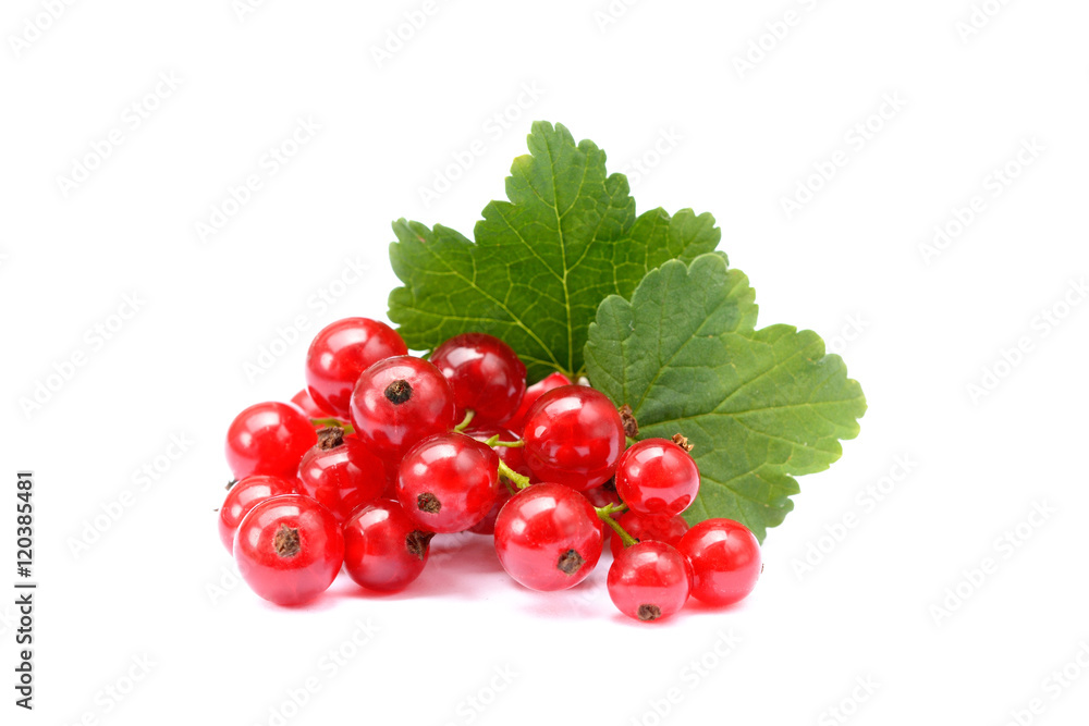Fresh red currant isolated on white background Fresh red currant isolated on white background
