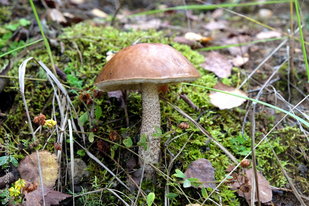 Brown cap boletus growing on forest slope in moss on autumn day side view Brown cap boletus growing on forest slope in moss on autumn day side view