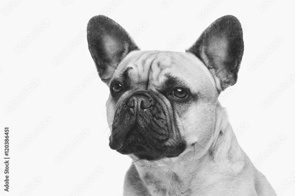 Obraz premium Beautiful french bulldog dog
