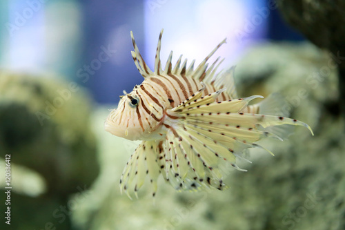 Tropical Devil firefish or Lionfish the name common are swimming