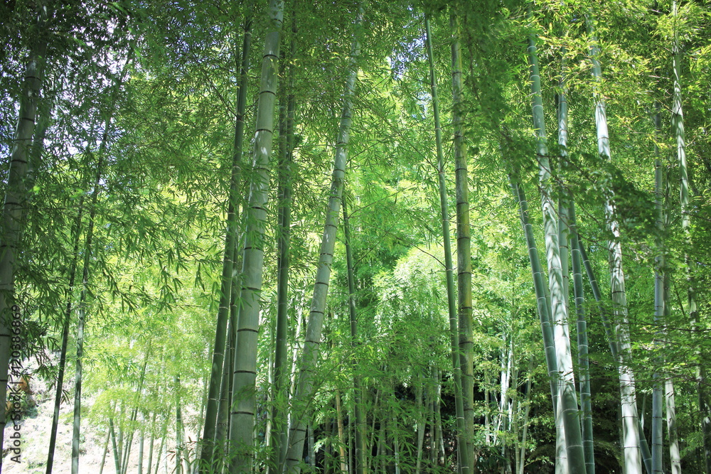 Fototapeta premium 竹林 
