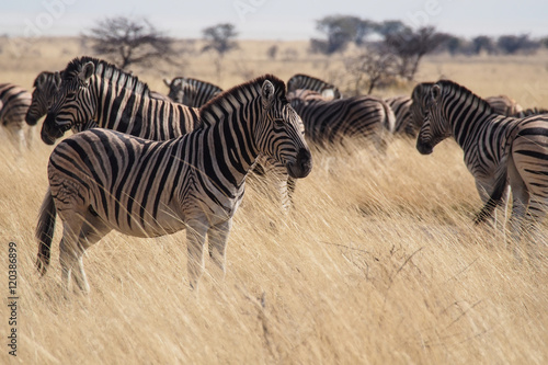 Namibia - Bergzebra im Etoscha Nationalpark 