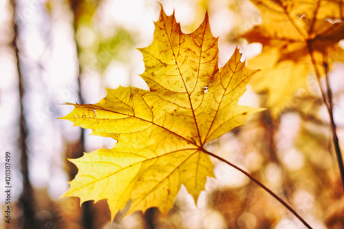 yellow maple leaf in soft focus