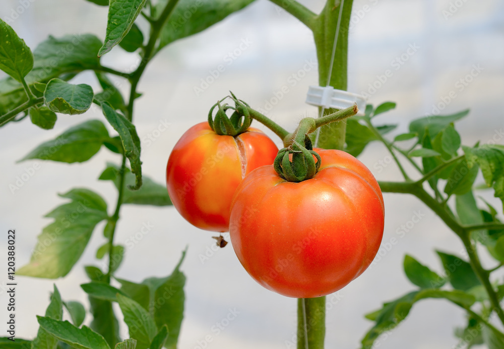 fresh tomato growing in a greenhouse