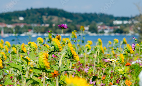 Landschaft im Sommer: Sonnenblumenfeld am Bodensee an einem warmen, schönen Sommertag :)