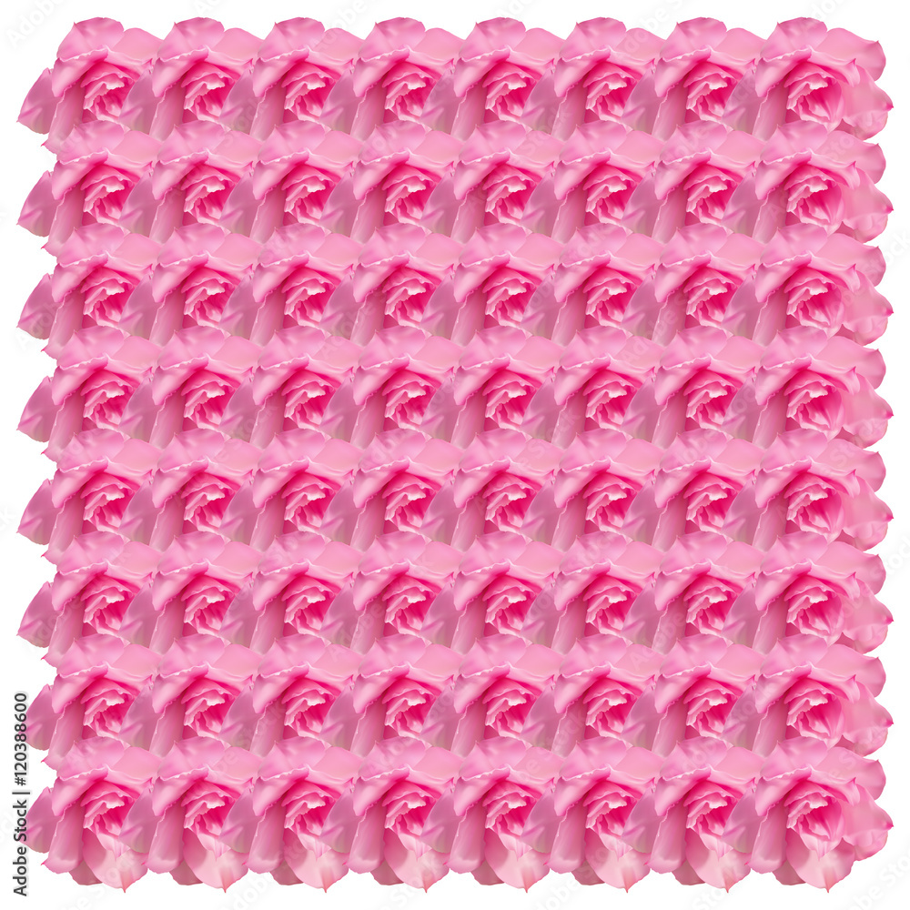 Obraz premium Pink Desert rose flower on white