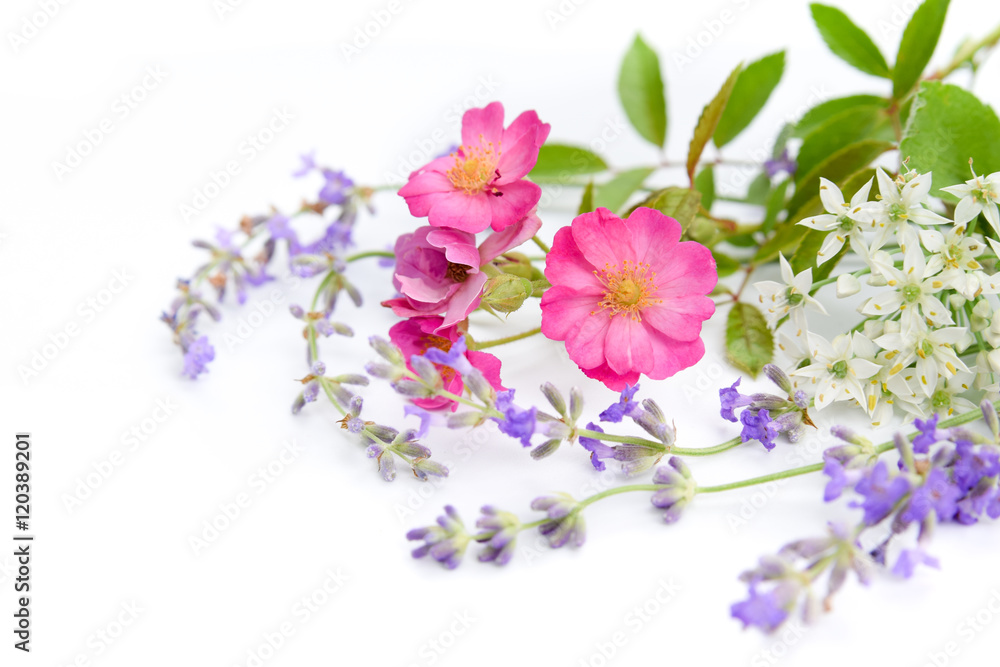 wild rose and herbs in white background