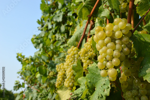 Bunches of grapes in a vineyard before harvest