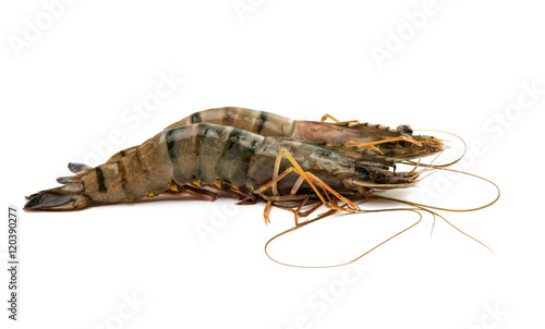 tiger shrimp