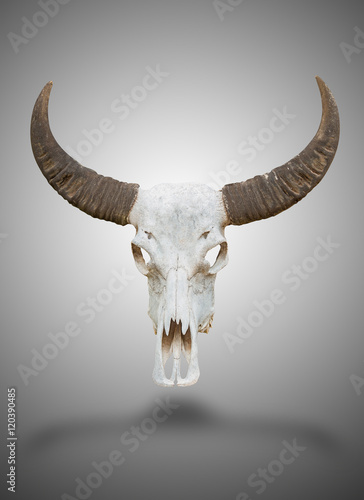 Buffalo skull and horn with clipping path.