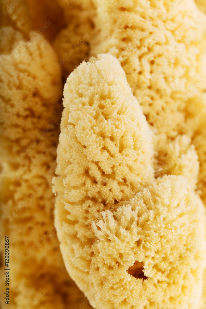 Background of natural sea sponge Background of natural sea sponge