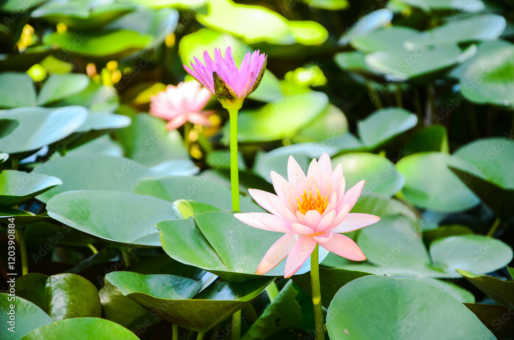 Beautiful Waterlily in the lake. Beautiful Waterlily in the lake.