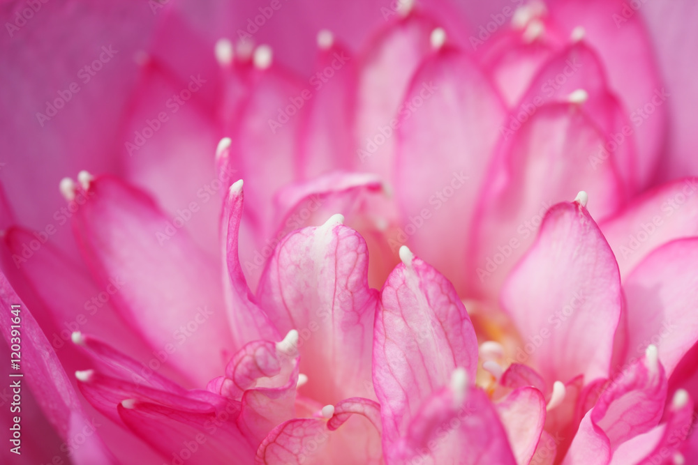 close up of pink lotus petal close up of pink lotus petal