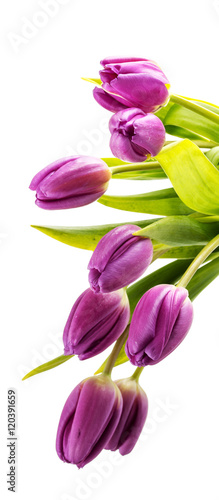 Bouquet of purple tulips on white photo