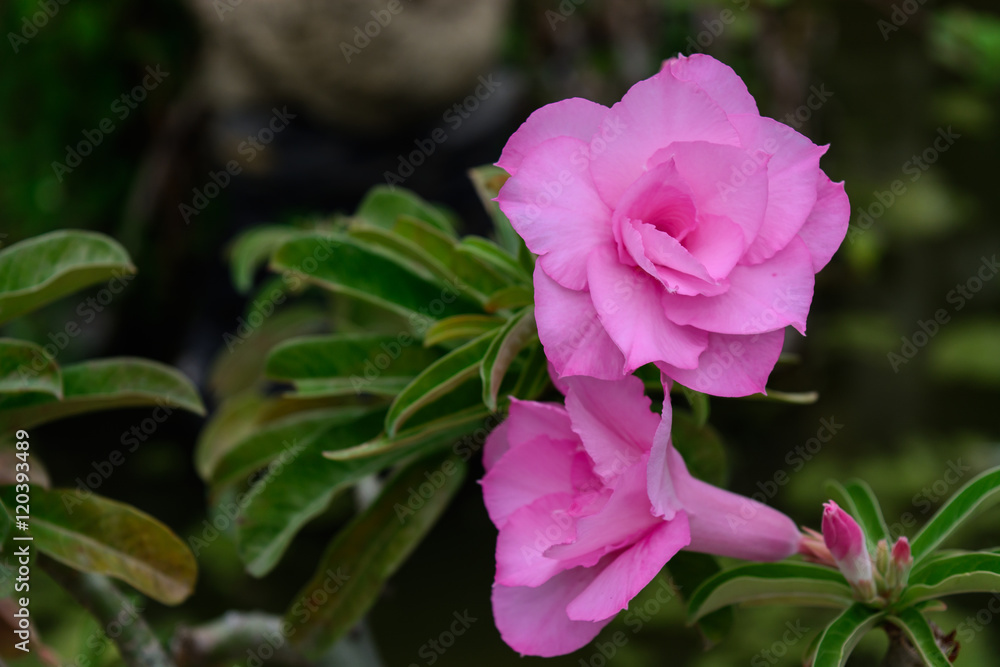 soft focus pink Impala lily. Pink azaleas. Pink flower. Desert Rose. Impala Lily. Mock Azalea. Pink desert rose. Azalea flowers. Colorful azalea flowers. Pink azalea flowers. soft focus pink Impala lily. Pink azaleas. Pink flower. Desert Rose. Impala Lily. Mock Azalea. Pink desert rose. Azalea flowers. Colorful azalea flowers. Pink azalea flowers.