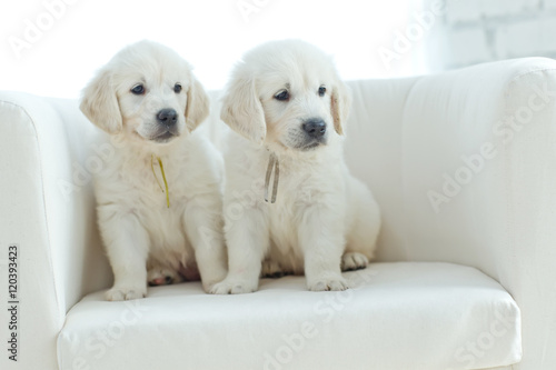 Fototapeta Naklejka Na Ścianę i Meble -  Golden Retriever puppy dog 