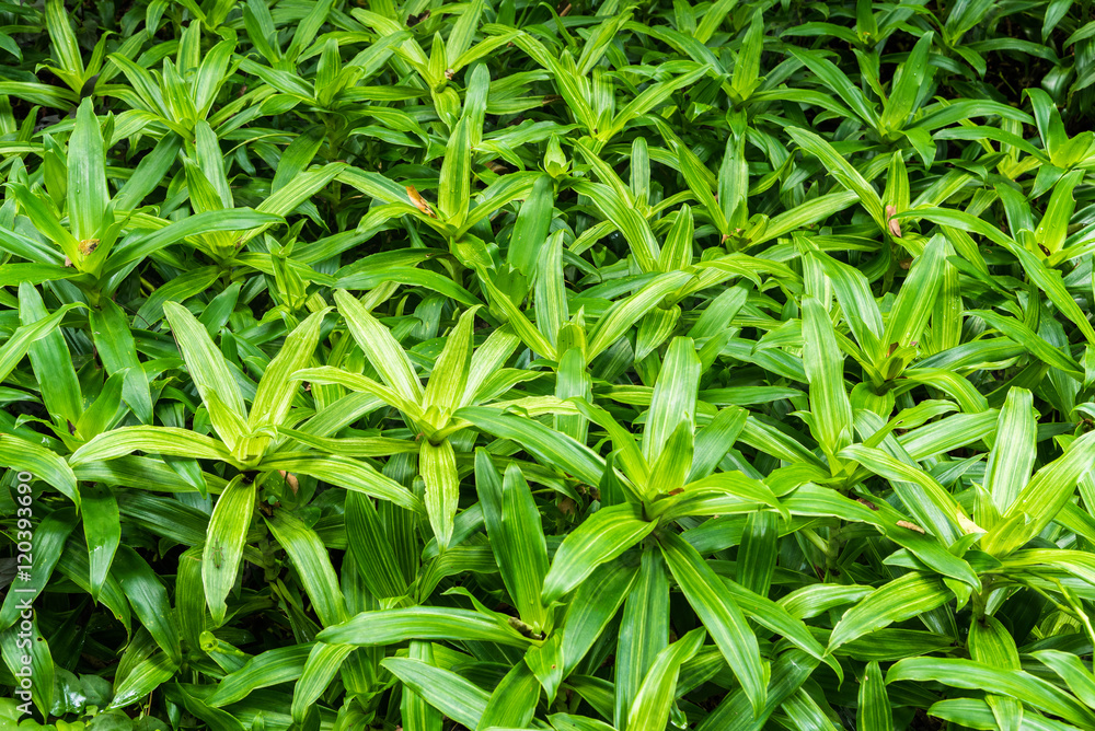 Fresh plant green leaves. Fresh plant green leaves.