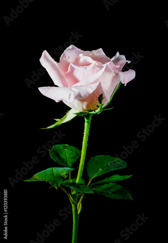 beautiful Pink roses wet on a black background.