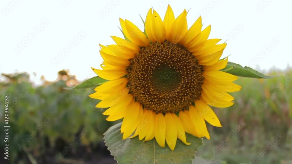 Sunflower in a field Sunflower in a field