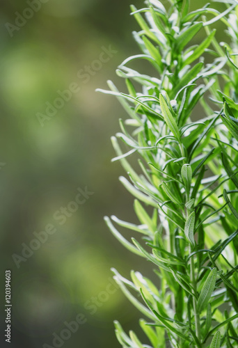 Fresh rosemary on blurred natural background, selective focus
