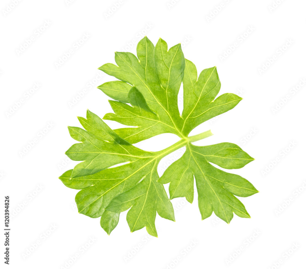 Close-up of parsley isolated on white background Close-up of parsley isolated on white background