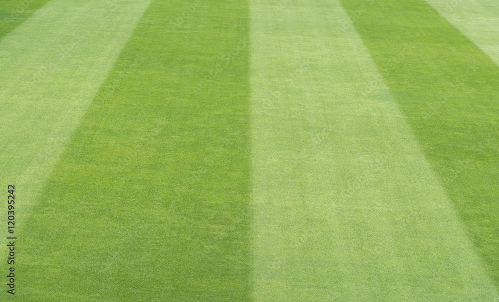 Obraz premium Greensward field background