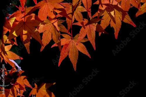 red maple in autumn leaves   KYOTO  JAPAN