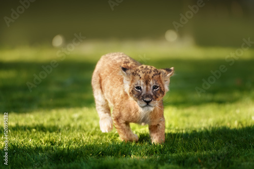 Fototapeta Naklejka Na Ścianę i Meble -  Young lion cub in the wild