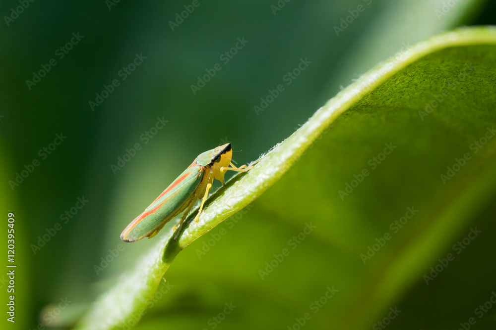 Rhododendron leafhopper sitting at the edge of a rhododendron leaf seen from the side with other leaves in the blurred background Rhododendron leafhopper sitting at the edge of a rhododendron leaf seen from the side with other leaves in the blurred background