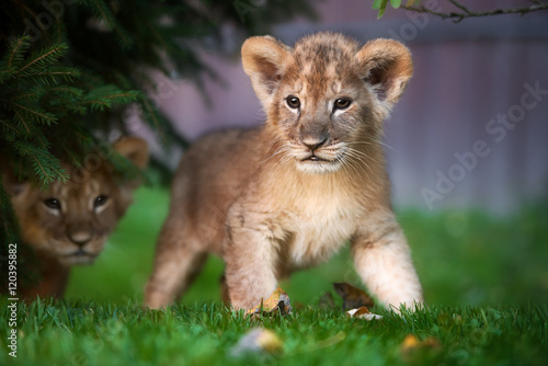 Fototapeta Naklejka Na Ścianę i Meble -  Portrait Of A Lion Cub