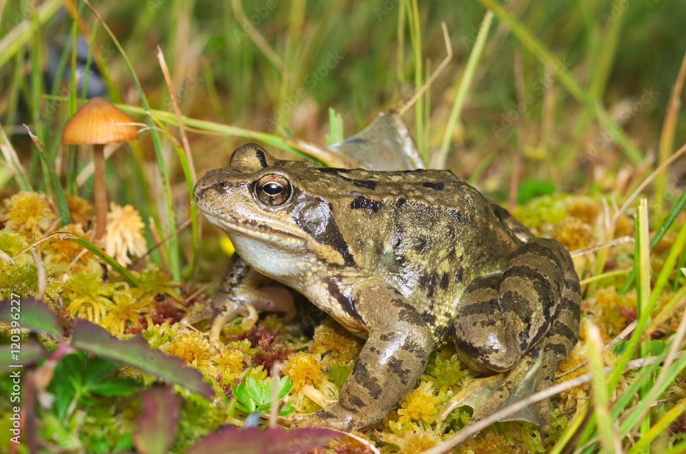 Fototapeta premium European common brown frog (Rana temporaria) on the Alps with a mushroom on the background 