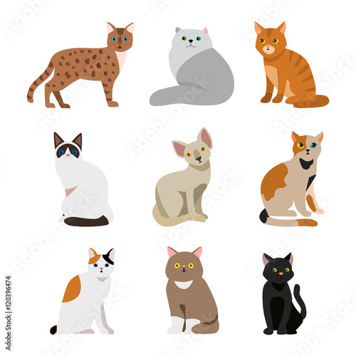Cat breeds cute pet animal set vector illustration. Cat breed animal and cartoon different cats. Mammal character human friend cat breed animals icons. Character cat portrait friend feline.