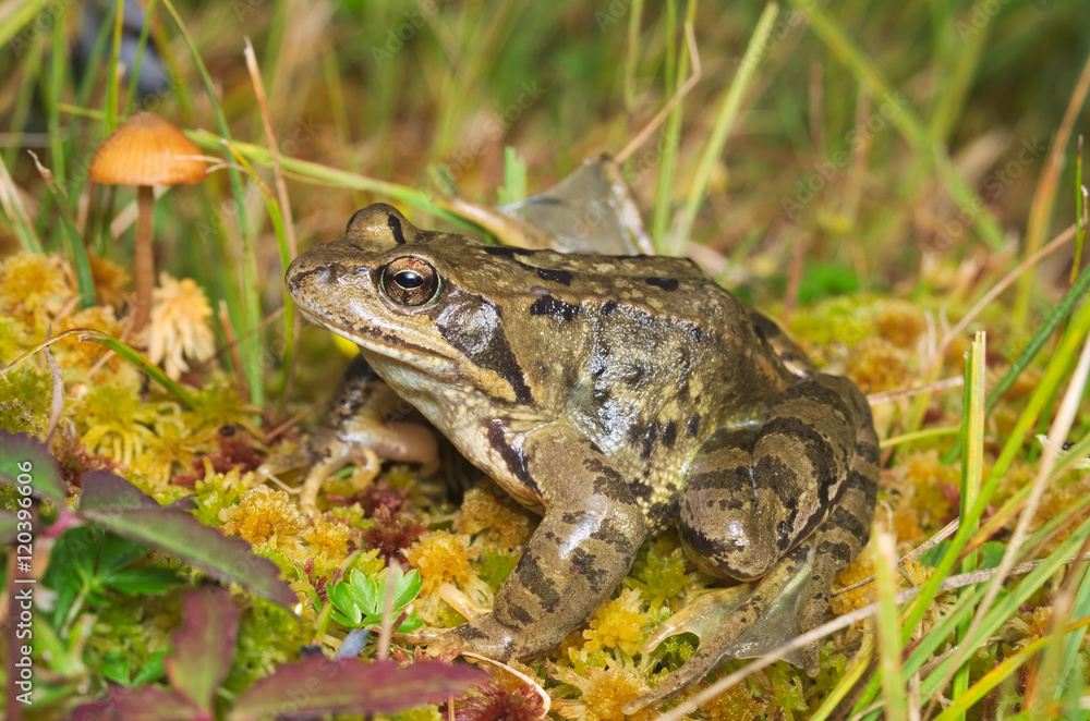 European common brown frog (Rana temporaria) on the Alps with a mushroom on the background
European common brown frog (Rana temporaria) on the Alps with a mushroom on the background