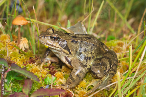European common brown frog (Rana temporaria) on the Alps with a mushroom on the background
