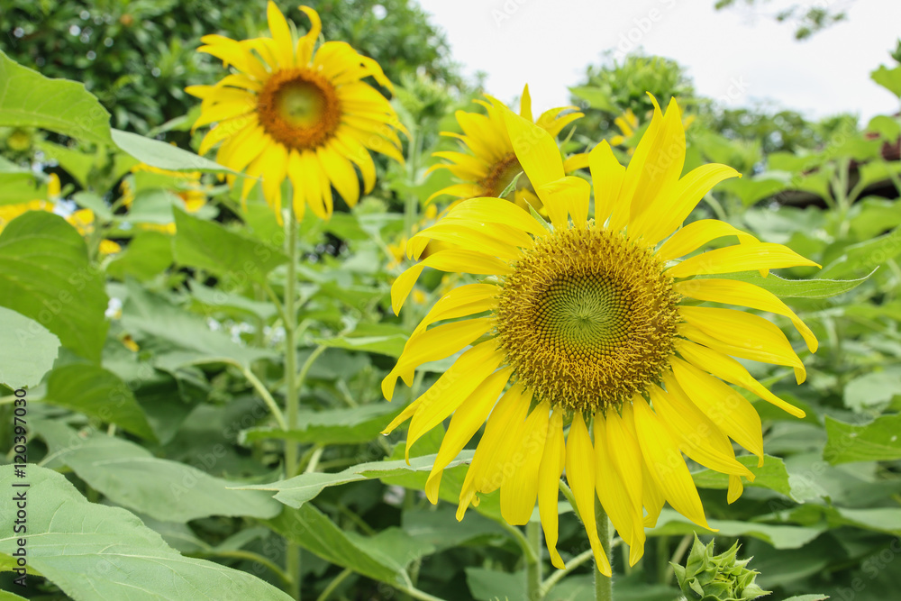 Obraz premium Sunflowers fields in garden outdoor close up