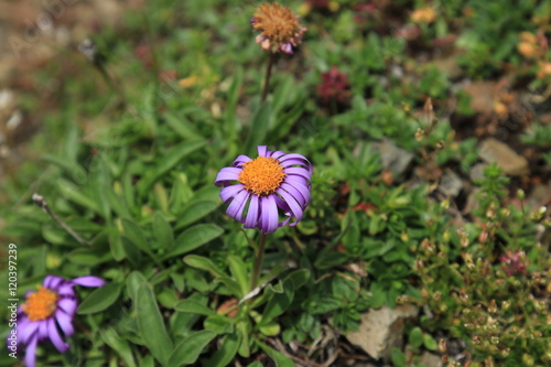 Alpen Aster photo