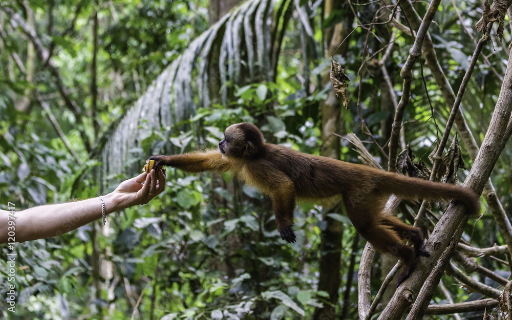 Feeding monkeys at Monkey Island Reserve is okay and encouraged by local communities. Capuchin monkey in the rainforest getting feeded by human. Feeding monkeys at Monkey Island Reserve is okay and encouraged by local communities. Capuchin monkey in the rainforest getting feeded by human.