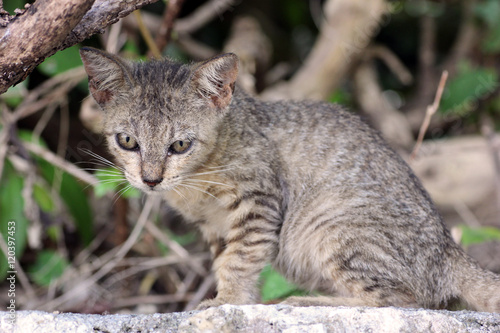 Wallpaper Mural 公園の仔猫 Torontodigital.ca