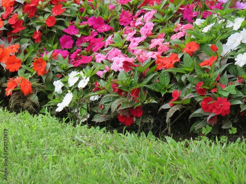 Fotografie impatiens