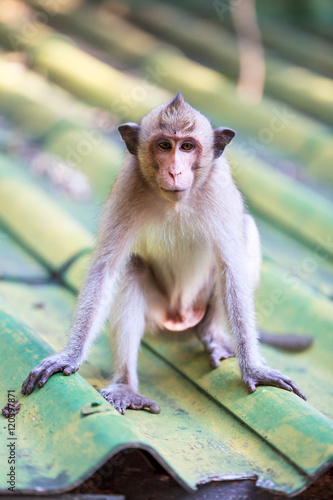 Closeup adorable monkey sitting on roof over blurred background. © kdshutterman