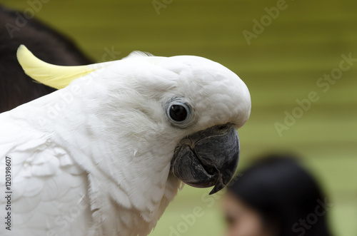 Sulphur crested cockatoo portrait photo