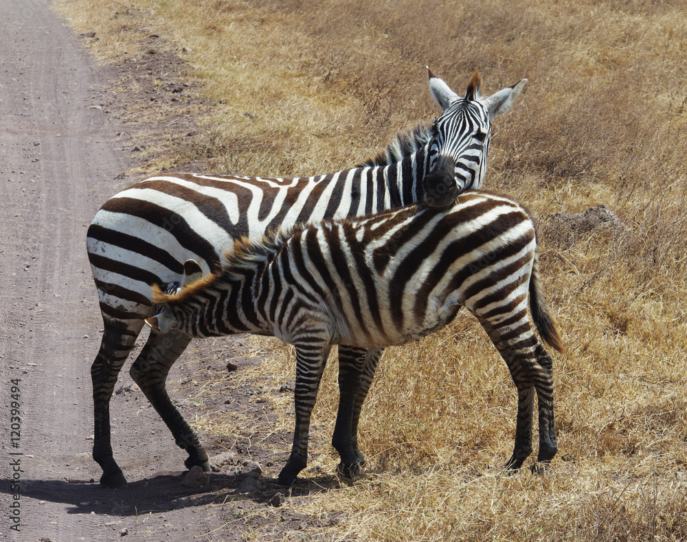 Zèbre en Afrique