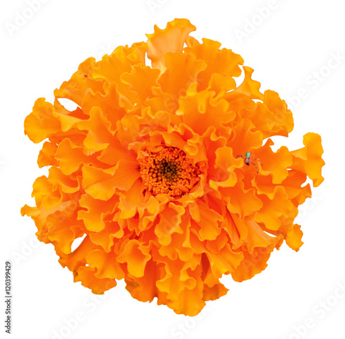 Beautiful orange marigold flower isolated on white/Beautiful orange marigold flower isolated on white background. Bright orange tagetes, African marigolds on white photo