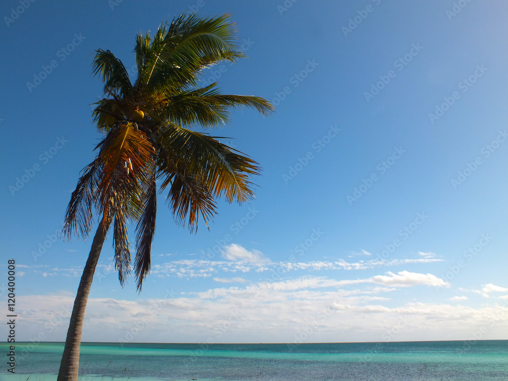 Naklejka premium Palm Tree infront of the turquoise ocean