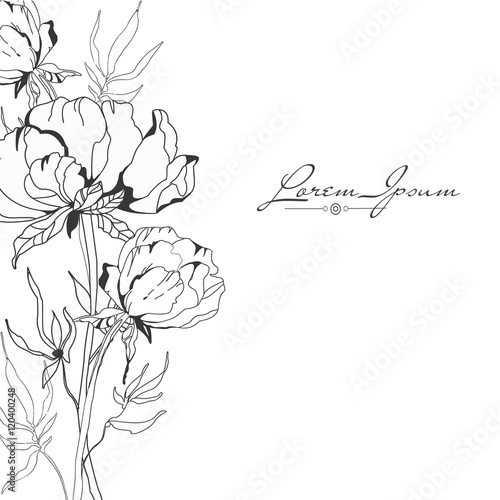 Set of line drawing flovers, wild flovers, hand drawn vector illustration