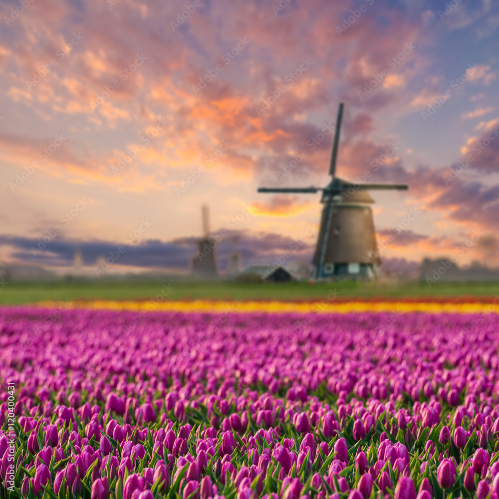 Landscape with Fields of Tulip