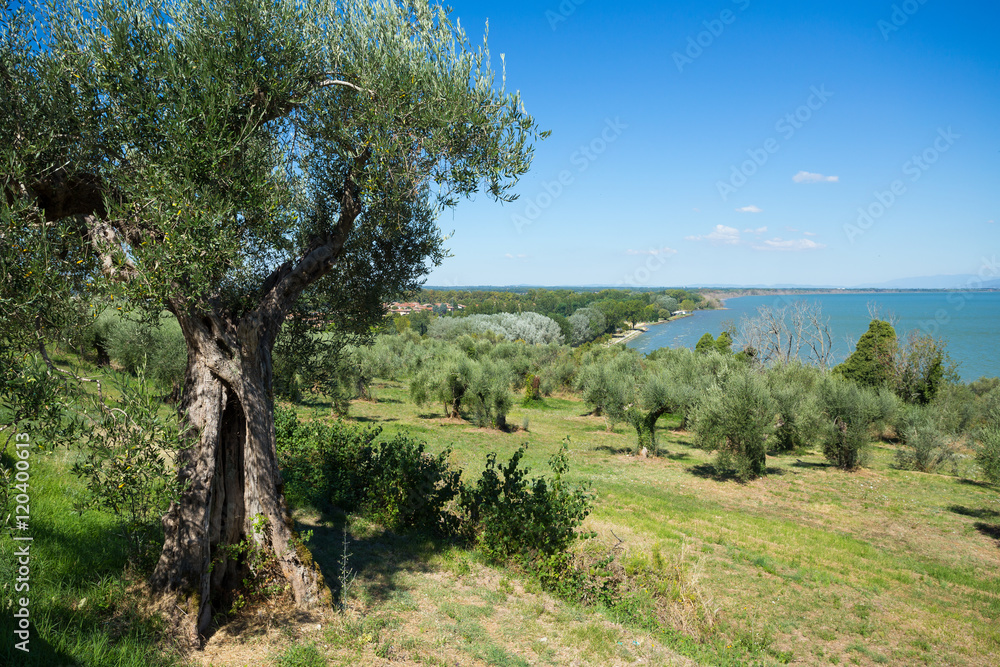 un paysage en italie avec des oliviers devant un lac