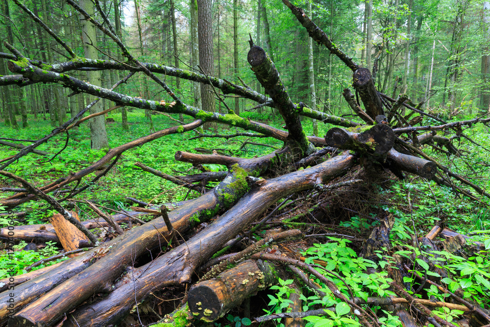 Deciduous stand of Bialowieza Forest rain after in summer Deciduous stand of Bialowieza Forest rain after in summer