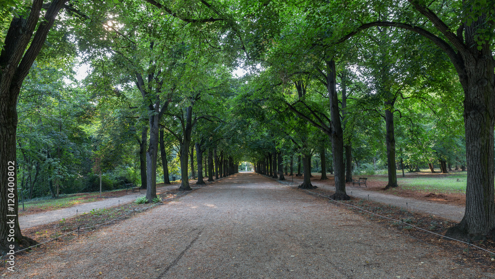parkway with trees parkway with trees